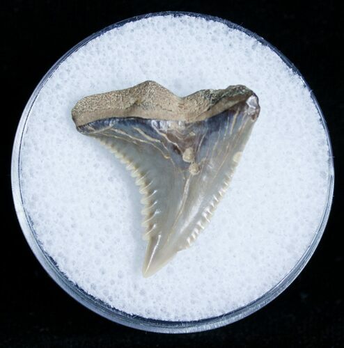 Hemipristis Shark Tooth Fossil #4148